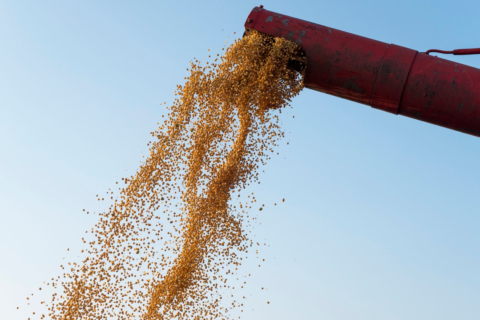 Combine harvester unloading corn seeds after harvest.