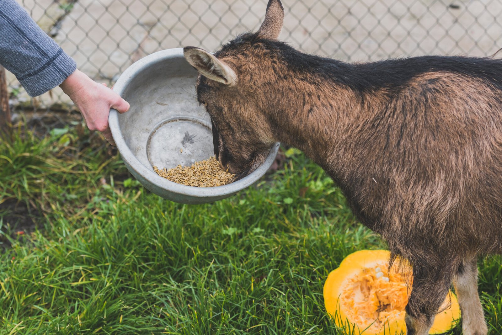 hand-holding-bowl-goat